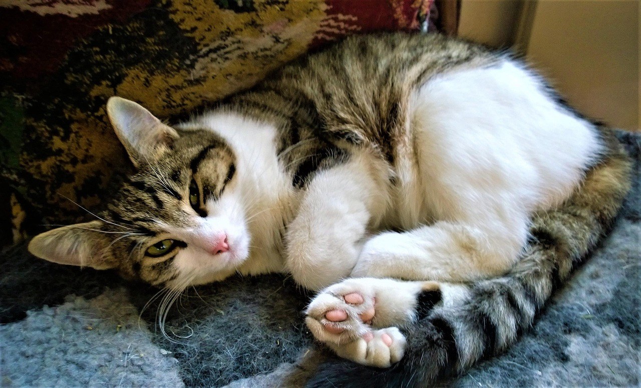 Smiju li psi jesti crni ribiz? Je li crni ribiz siguran za pse?