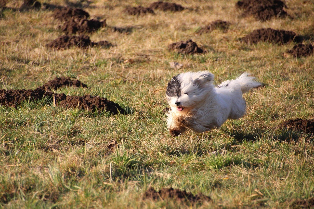 Trening agilnosti pasa: kako započeti s vašim psom