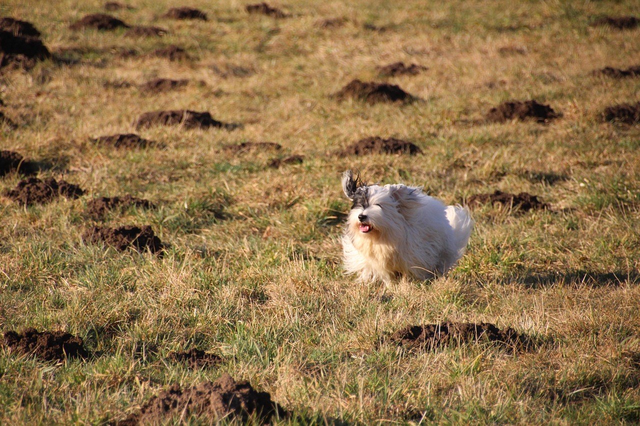 Trening agilnosti pasa: kako započeti s vašim psom