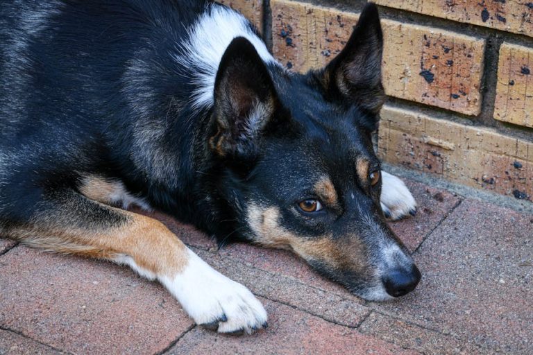 NutriSource: Je li marka hrane za pse izdala opoziv u 2024. godini?