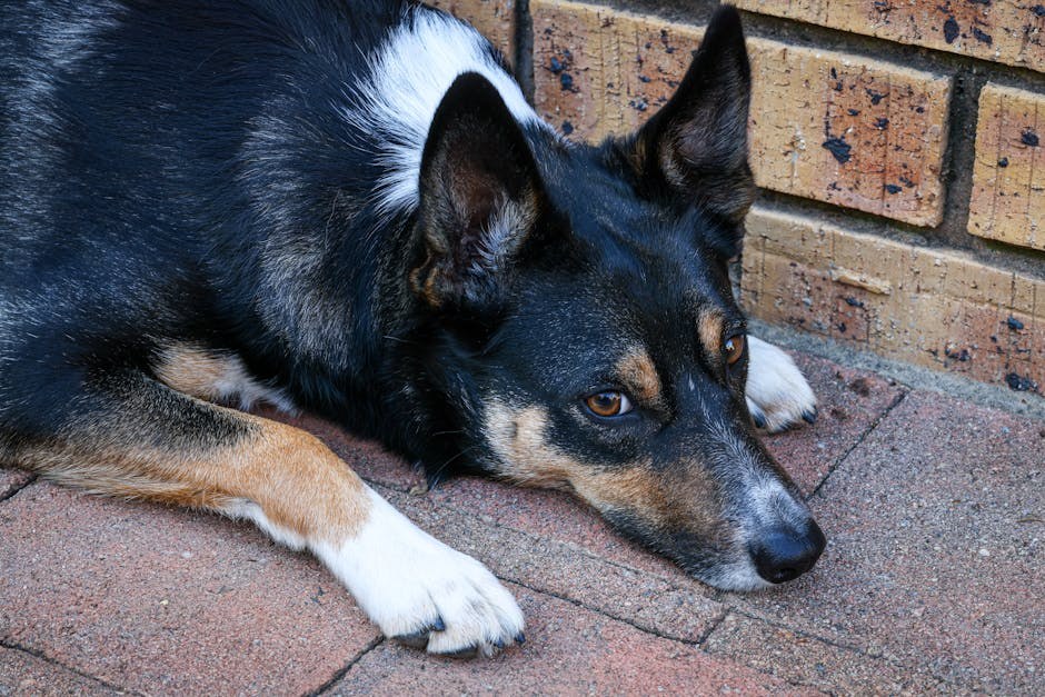 NutriSource: Je li marka hrane za pse izdala opoziv u 2024. godini?
