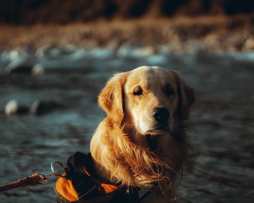 Šum na srcu kod pasa: simptomi, uzroci i liječenje