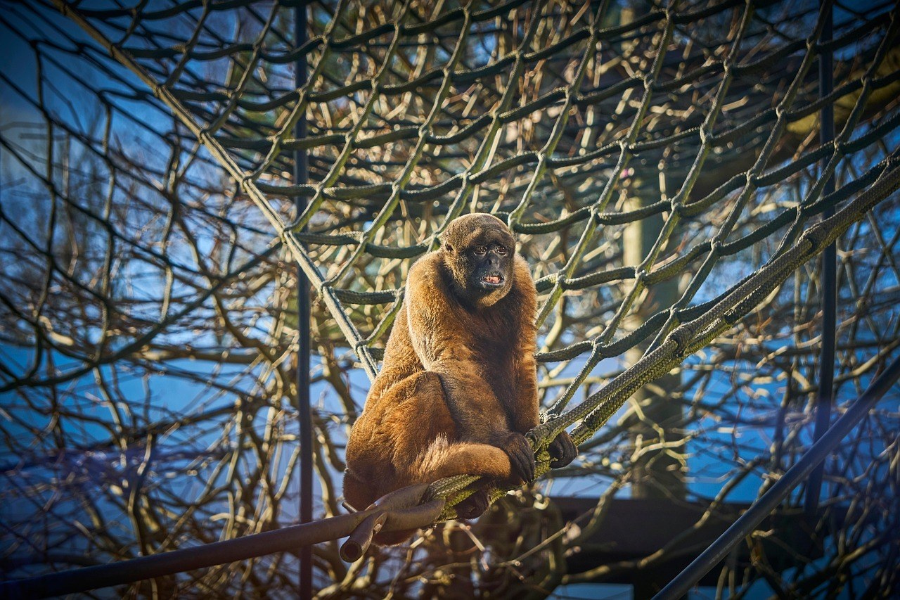 Hipoglikemija (nizak šećer u krvi) kod pasa: simptomi, uzroci i liječenje