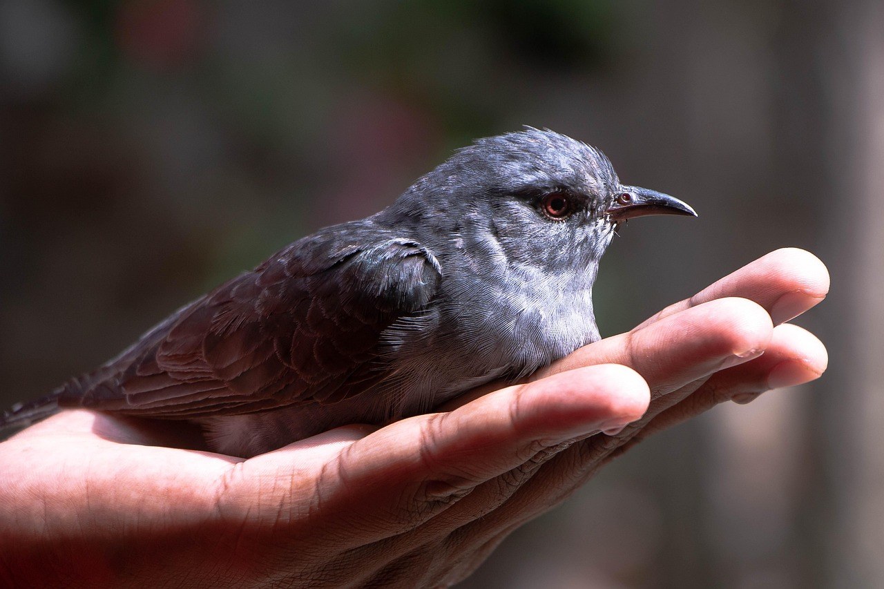 Hipoglikemija (nizak šećer u krvi) kod pasa: simptomi, uzroci i liječenje
