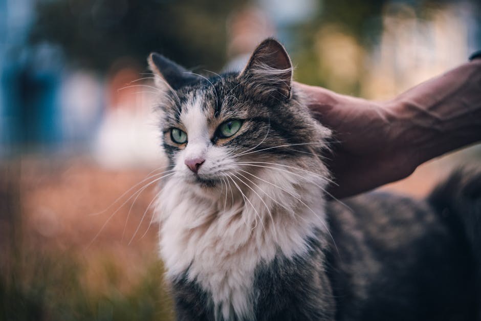 Visok kolesterol kod pasa: simptomi, uzroci i liječenje