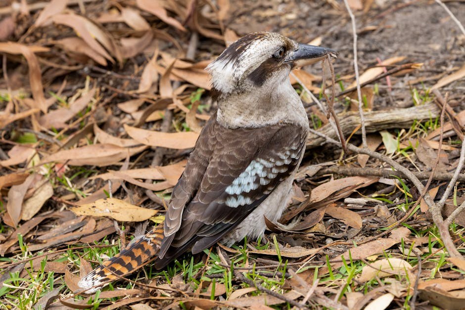 6 stvari koje možete učiniti za zdravo srce psa