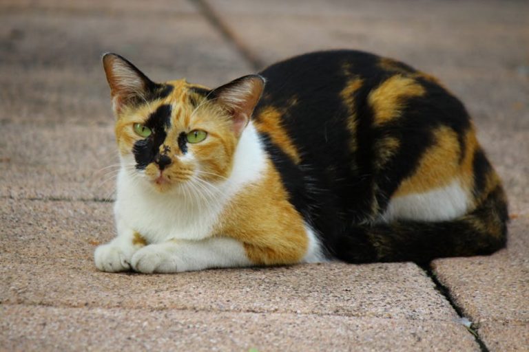 Preponska kila kod pasa: simptomi, uzroci i liječenje