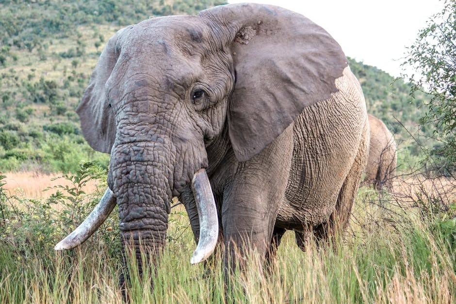 6 stvari koje možete učiniti za zdravo srce psa