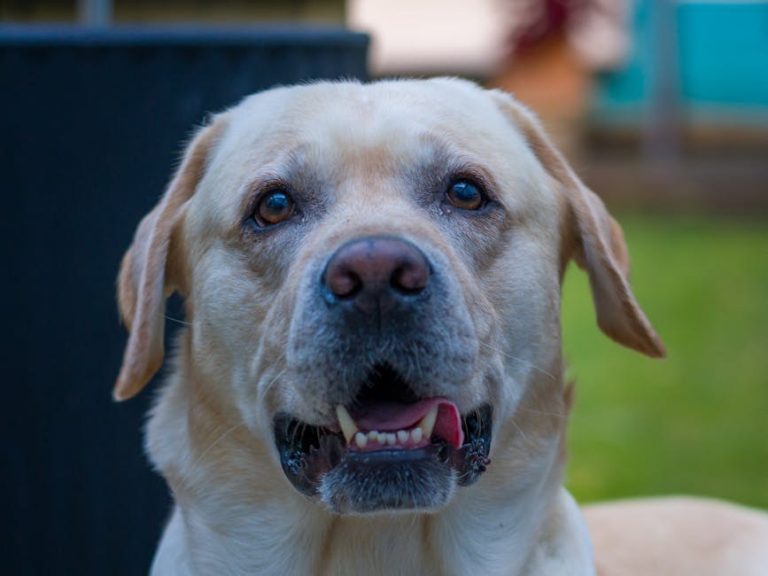 6 stvari koje možete učiniti za zdravo srce psa