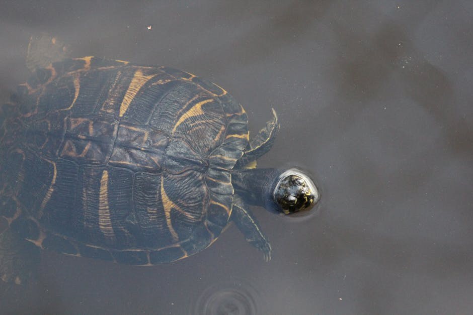 Peritoneoperikardijalna dijafragmalna hernija kod pasa: simptomi, uzroci i liječenje