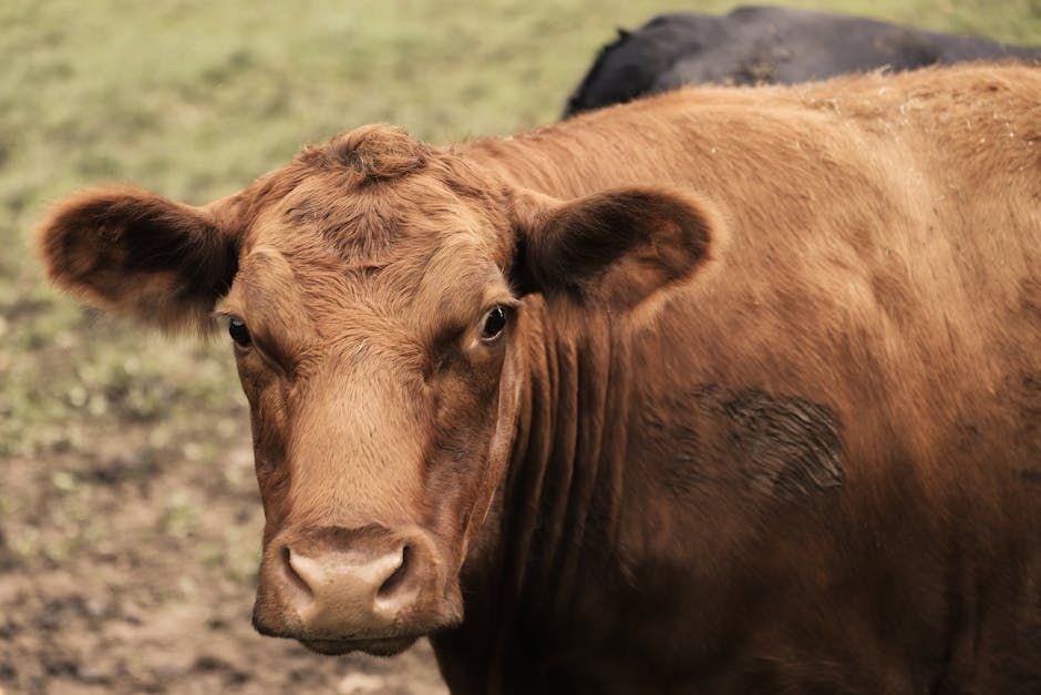 Peritoneoperikardijalna dijafragmalna hernija kod pasa: simptomi, uzroci i liječenje