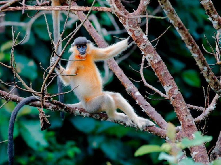 Peritoneoperikardijalna dijafragmalna hernija kod pasa: simptomi, uzroci i liječenje