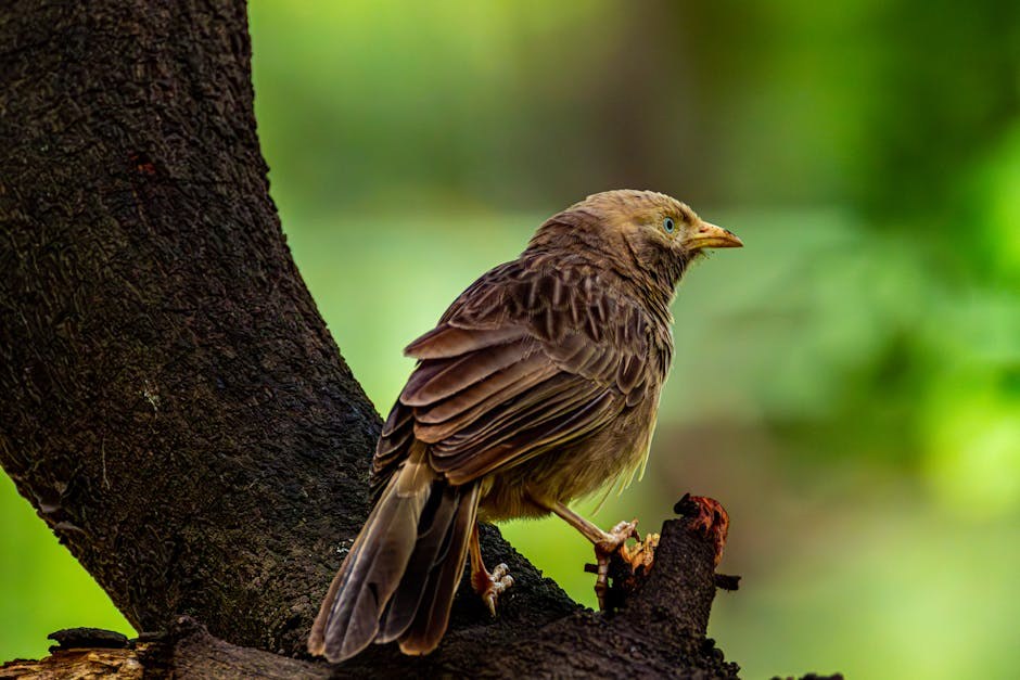 Najbolji psi za surfanje