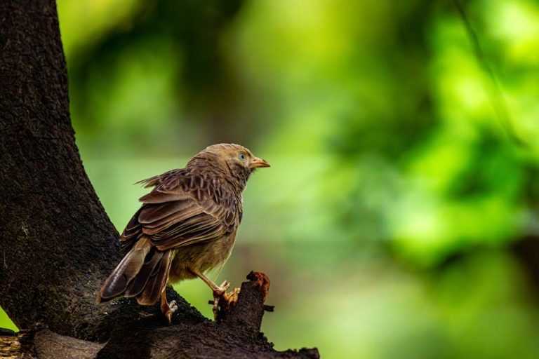 Najbolji psi za surfanje