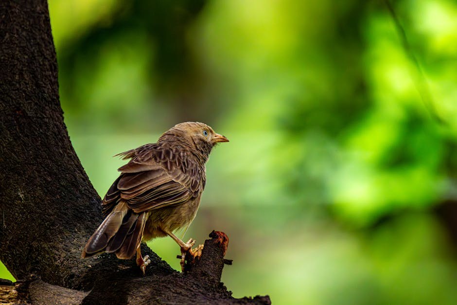 Najbolji psi za surfanje