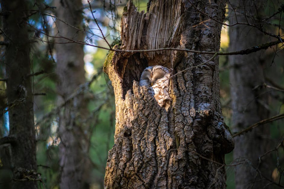 Katarakta kod pasa: uzroci, liječenje i oporavak