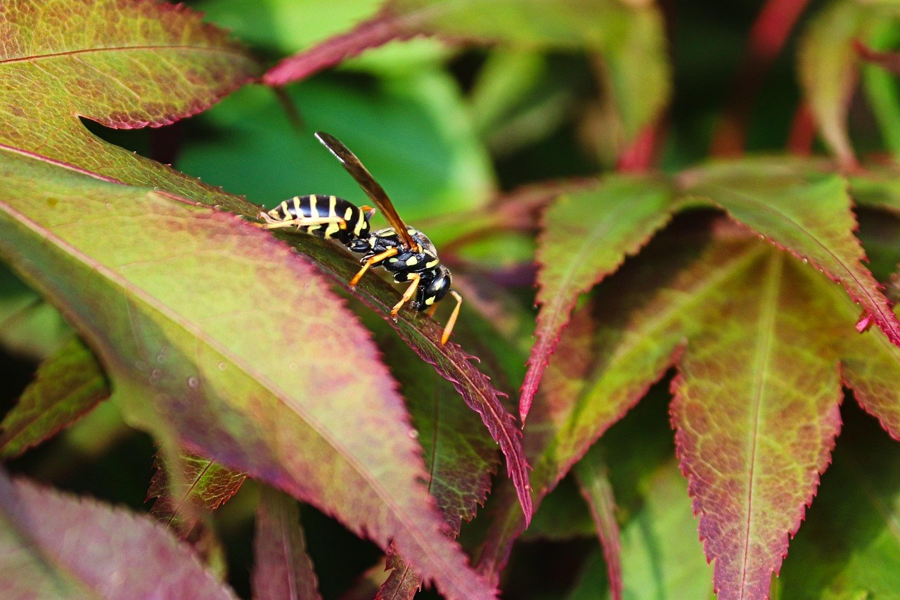 Fanconijev sindrom kod pasa: simptomi, uzroci i liječenje