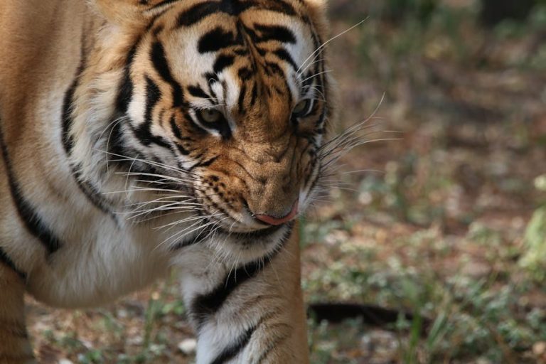 Bolest crijevnog trakta kod pasa: simptomi, uzroci i liječenje