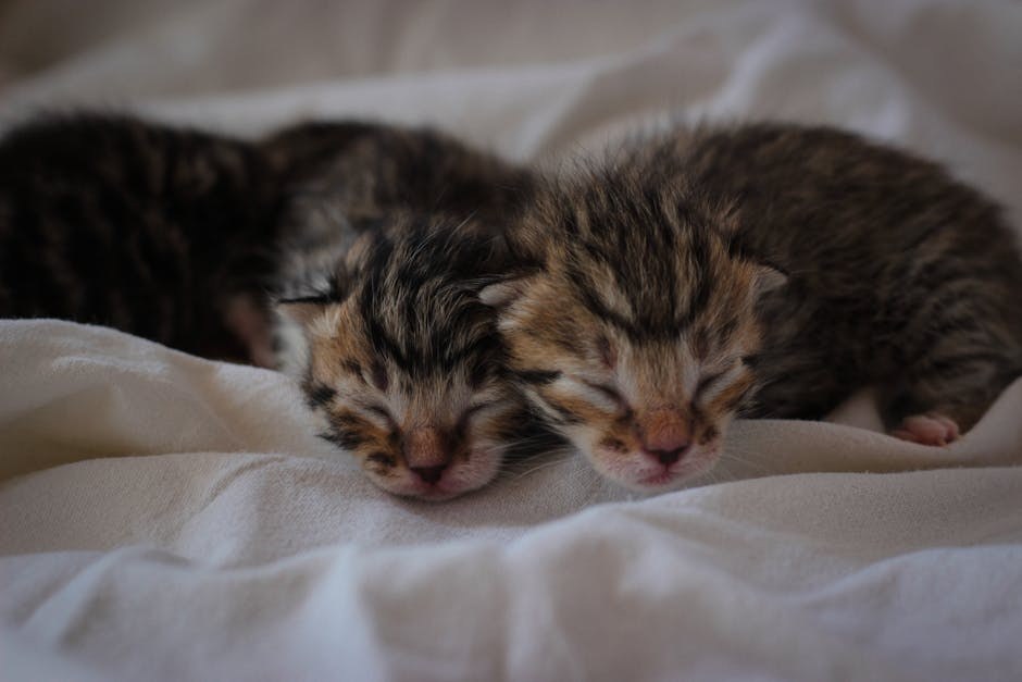 Suženje srčanih zalistaka (mitralnog i trikuspidnog) kod pasa: simptomi, uzroci i liječenje