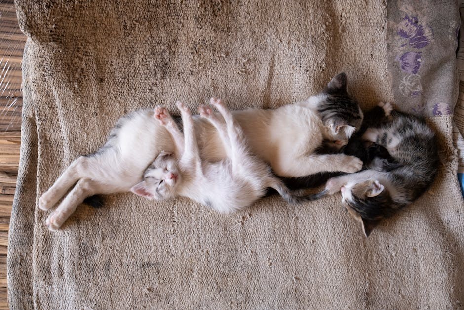 Zašto moj pas jede izmet?