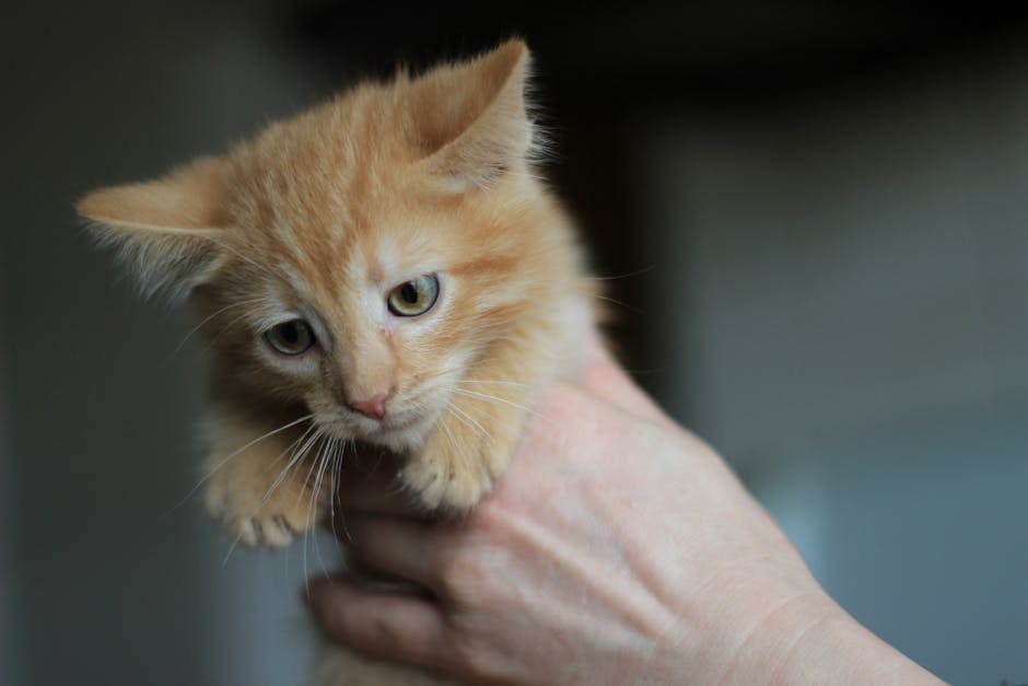 Nizak broj bijelih krvnih stanica kod pasa: simptomi, uzroci i liječenje