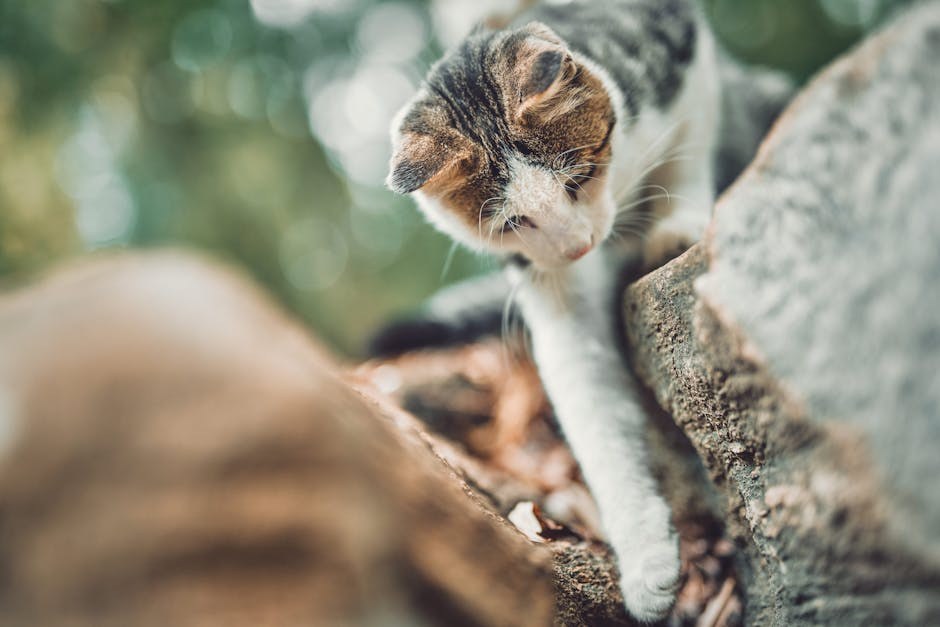 Narkolepsija kod pasa: simptomi, uzroci i liječenje