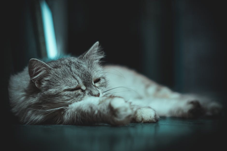 Smiju li psi jesti sojin sir i je li siguran?