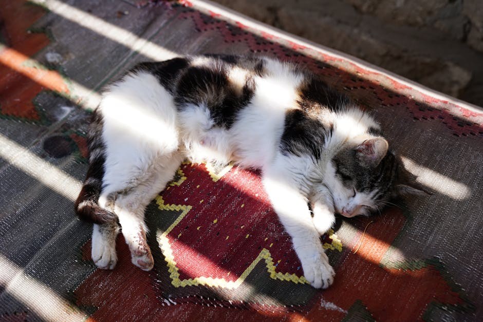 Smiju li psi jesti sojin sir i je li siguran?