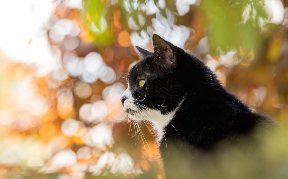 Smiju li psi jesti sojin sir i je li siguran?