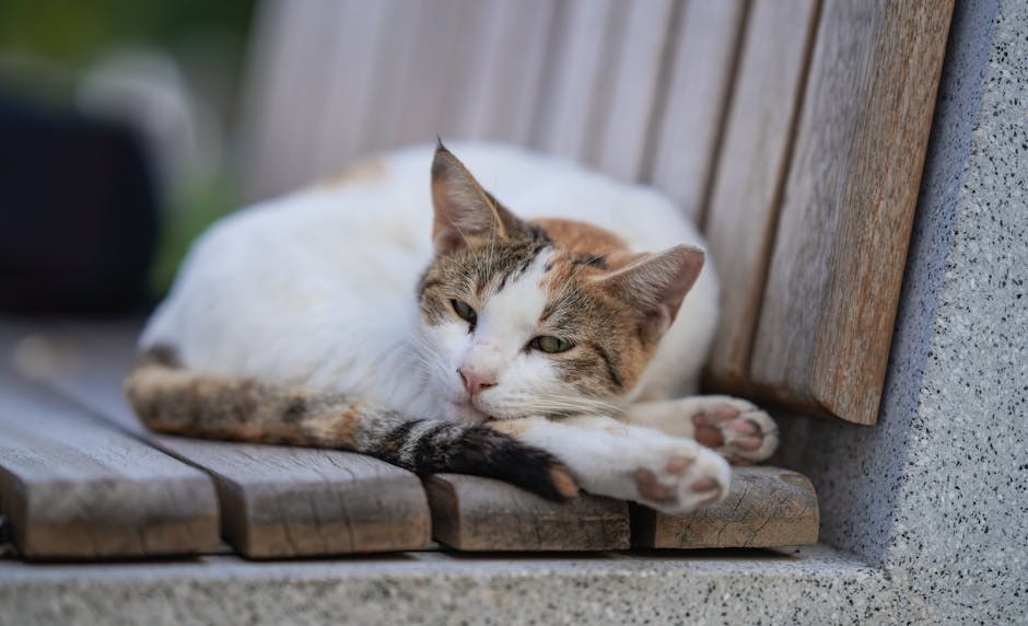 Izbočina mase iz vaginalnog područja kod pasa: simptomi, uzroci i liječenje