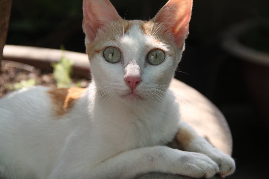 Prekomjerna proizvodnja leukocita u koštanoj srži pasa: simptomi, uzroci i liječenje