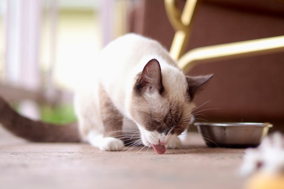 Prekomjerna proizvodnja leukocita u koštanoj srži pasa: simptomi, uzroci i liječenje