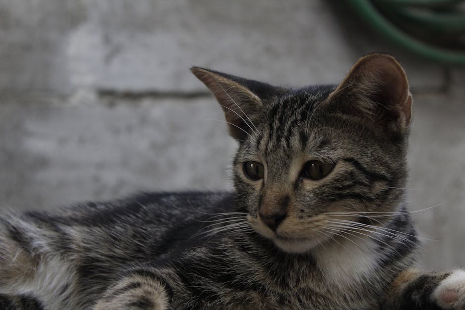 Panosteitis kod pasa: simptomi, uzroci i liječenje