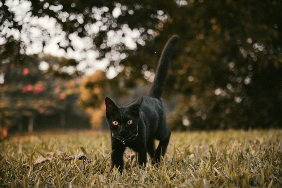 Smiju li psi jesti crni papar? Je li začin siguran za njih?