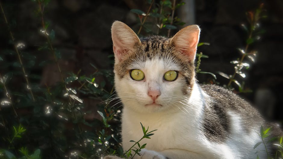 Panosteitis kod pasa: simptomi, uzroci i liječenje