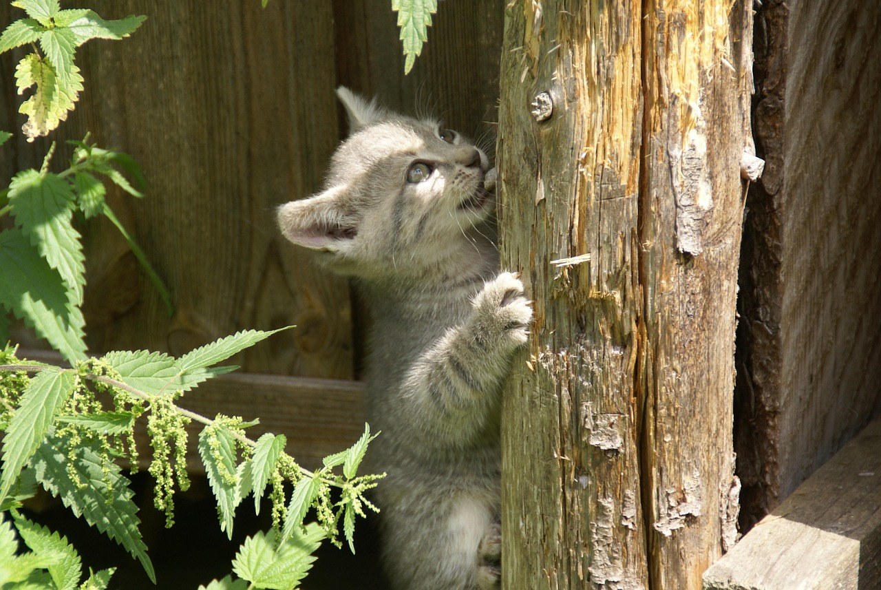 Smiju li psi jesti med - je li siguran?