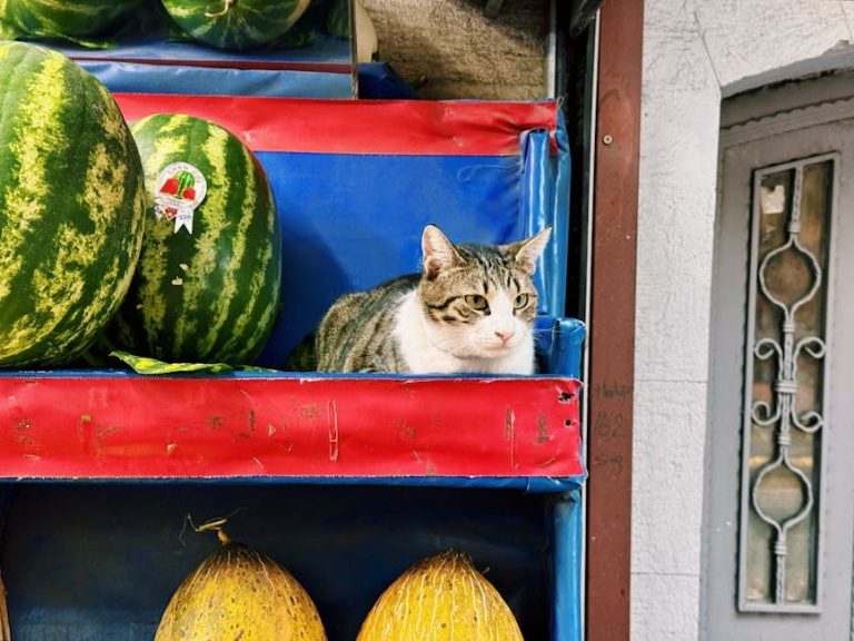 Paraliza čeljusti kod pasa: simptomi, uzroci i liječenje