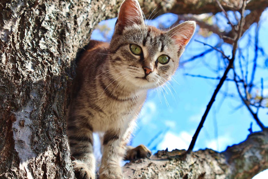 Uši kod pasa: simptomi, uzroci i liječenje