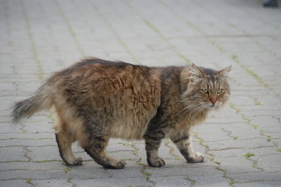 Bolesti srca kod pasa