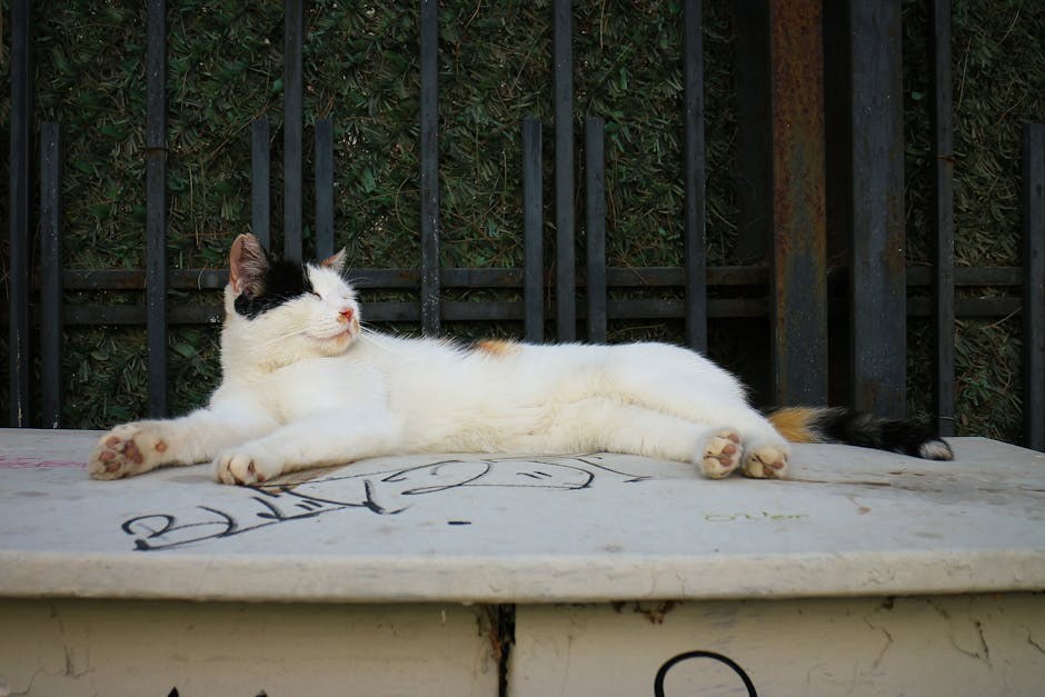 Bolesti srca kod pasa