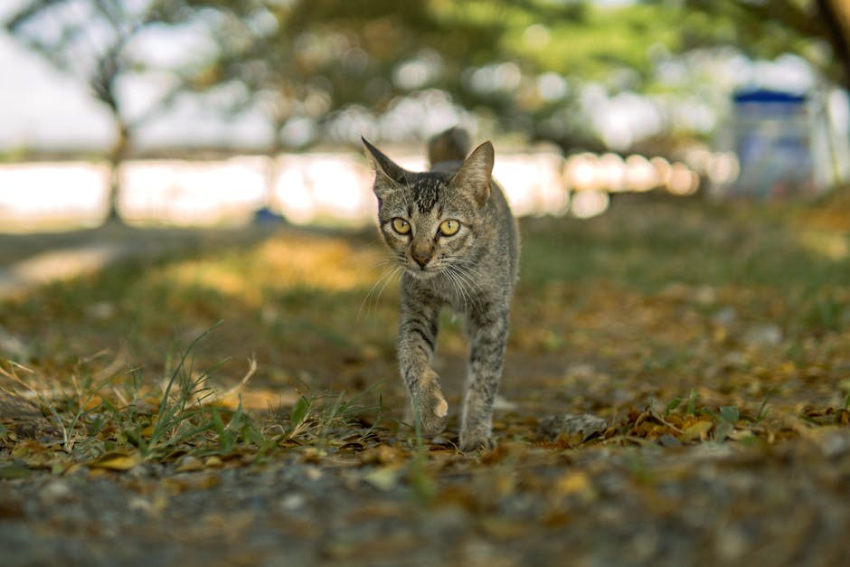 Bolesti srca kod pasa