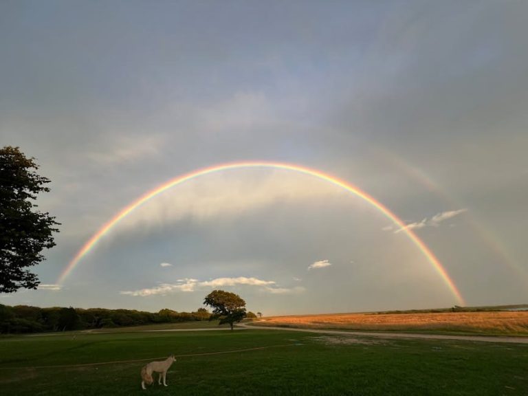 Osteohondritis dissekans u pasa