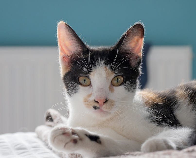 Osteohondritis dissekans u pasa