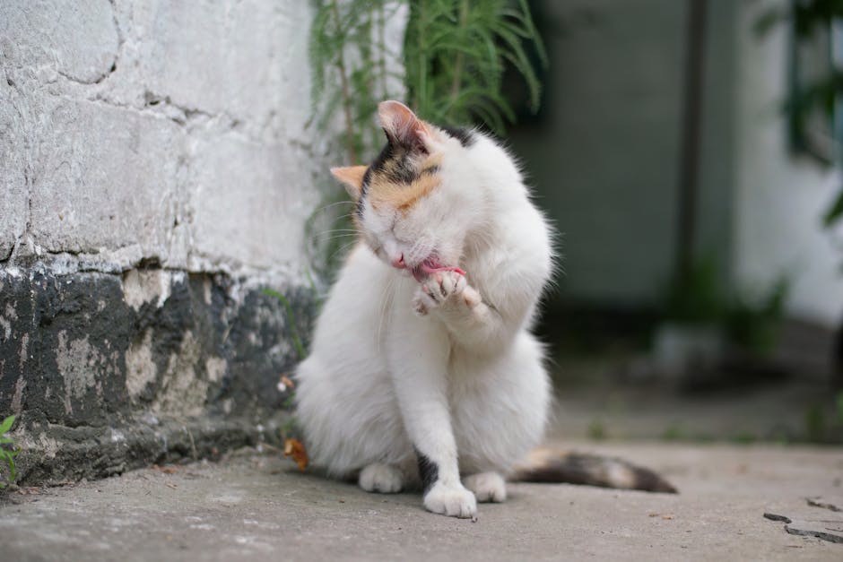 Učinkoviti načini - što učiniti kad je lajavi pas problem