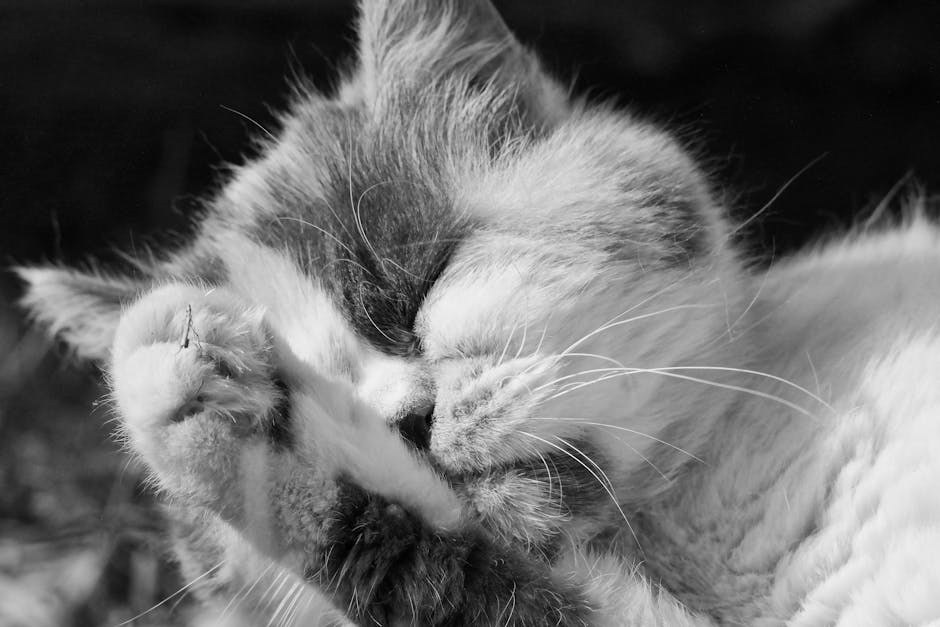 Učinkoviti načini - što učiniti kad je lajavi pas problem