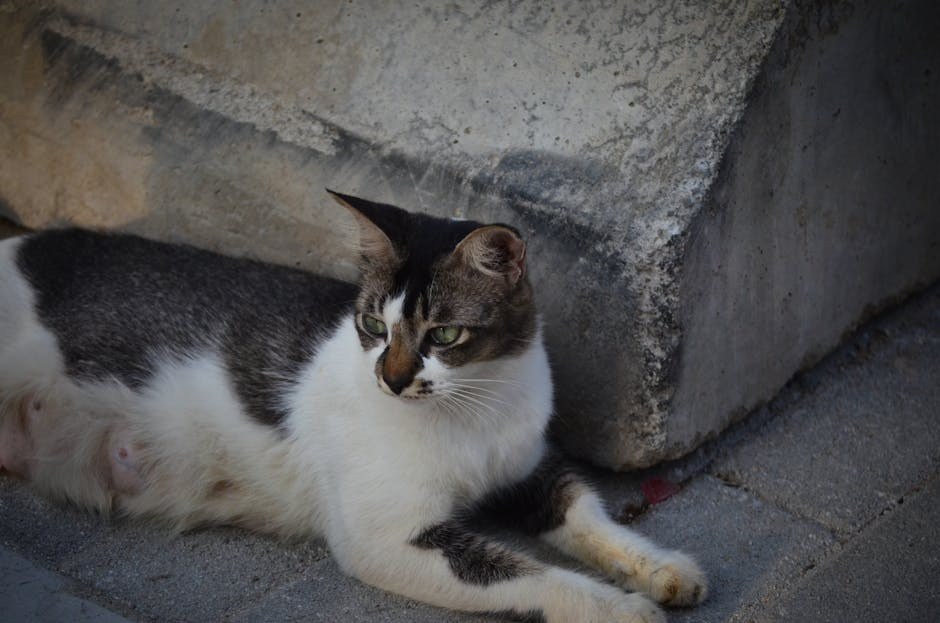 Smiju li psi jesti palačinke - koliko su sigurne?