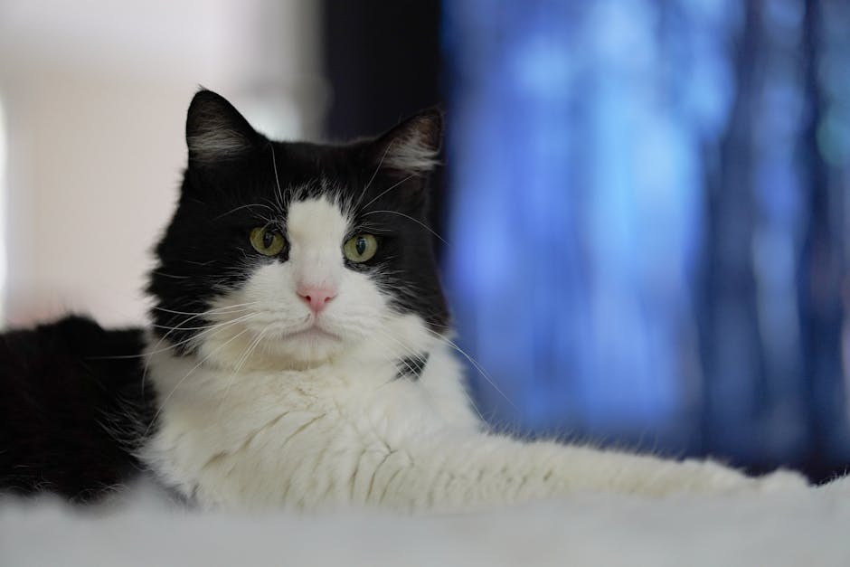 Mikotoksikoza kod pasa uzrokovana tremogenic toxins : simptomi, uzroci i liječenje