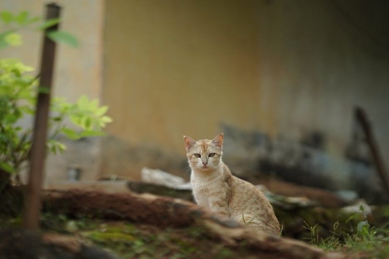 Smiju li psi jesti palačinke - koliko su sigurne?