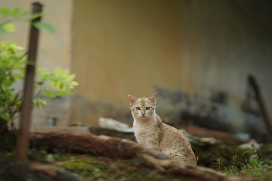 Smiju li psi jesti palačinke - koliko su sigurne?
