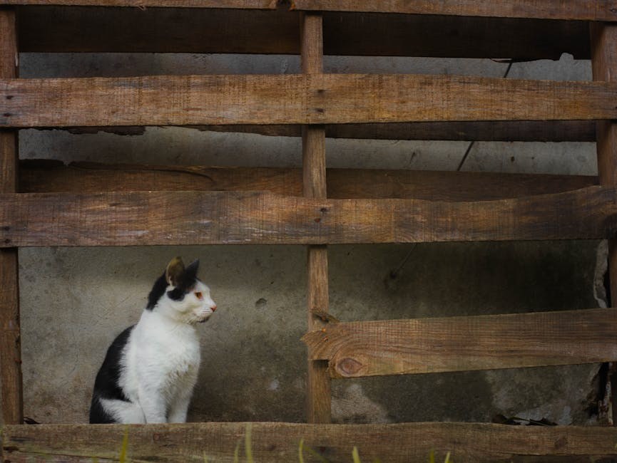 Mikotoksikoza kod pasa uzrokovana tremogenic toxins : simptomi, uzroci i liječenje